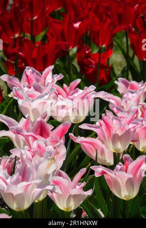 White Pink Red Tulips display Garden Flower Bed Tulip 'Holland Chic' Liliaceae Giglio Fiori fioriti Primavera maggio Fiori fioriti Tulipa Moneymaker Foto Stock