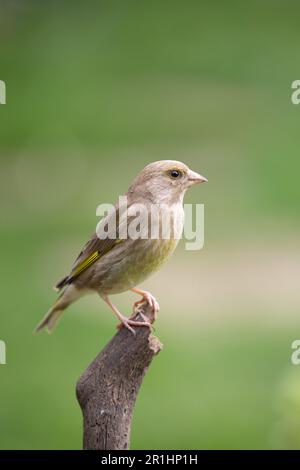 Adulto femmina greenfinch (Chloris chloris) arroccato sulla cima di un ramo - Yorkshire, Regno Unito (maggio 2023) Foto Stock