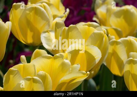 Tulipa a fiori di Lily Tulipa, tulipani gialli, Tulipa fiori di Budlight, fioritura Foto Stock