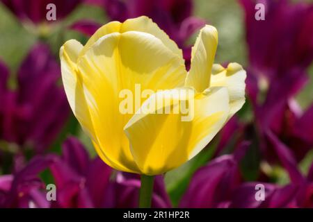 Tulipano a forma di coppa 'Budlight' Tulipa, giallo, fiore Foto Stock