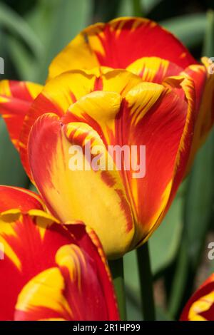 Tulip 'la Courtine', Tulipa 'la Courtine', Rosso giallo, singolo tardo, cultivar Portrait flower Foto Stock