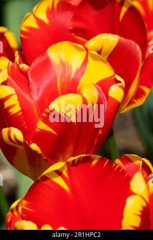 Tulip 'la Courtine', Tulipa 'la Courtine', giallo rosso, singolo tardo, cultivar Foto Stock