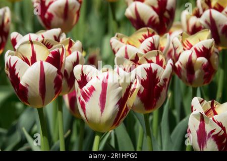 Tulipa 'World Expression', Tulipani, singolo tardivo Foto Stock