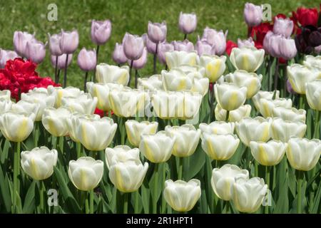 Misto, tulipani bianchi, a forma di tazza, fragrante, tulipano singolo tardivo, aperto, letto Tulipa 'Angels Wish', display, Garden Light Yellow White Pink Red Colour Mix Foto Stock