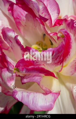 Tulipano doppio 'Belicia', Tulipa, Flower, Pink, Tulipa 'Belicia' Foto Stock