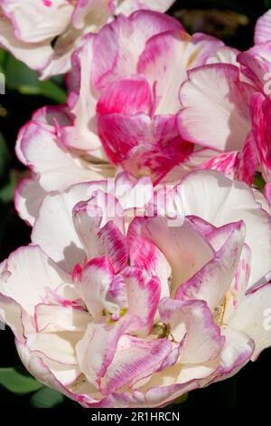 Tulipa 'Belicia' Tulip, Double Early, Pink, White Foto Stock