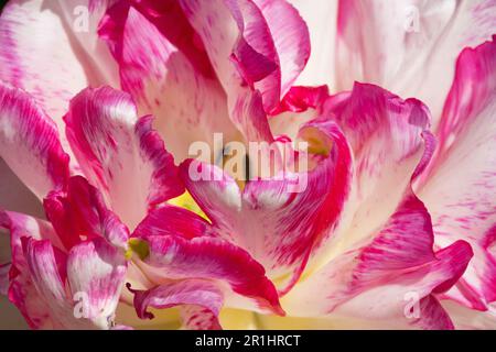 Rosa bianco, Tulipa 'Belicia', Double Early, cultivar, primo piano Foto Stock