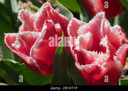 Tulip 'Canasta' Tulipa Foto Stock