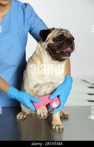 Veterinario professionale che avvolge la zampa del cane con bendaggio in clinica, primo piano Foto Stock