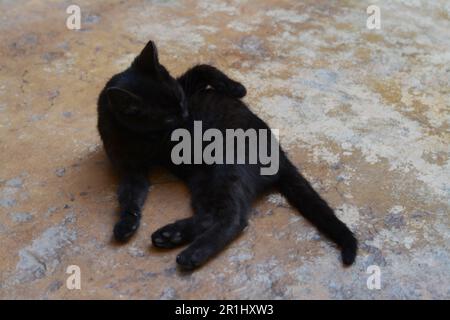 Carino gatto randagio che posa su superficie di pietra Foto Stock