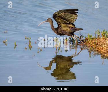 Un ibis lucido, Plegadis falcicinellus, un uccello d'acqua che percorre acque calme e inizia a volare, immagini speculari, Gran Canaria, Spagna Foto Stock