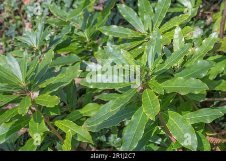 Foglie sunlit di una varietà di Rhododendron - possibilmente Rhododendron ponticum - che cresce in terra di spreco. È una pianta invasive aliena nel Regno Unito. Foto Stock