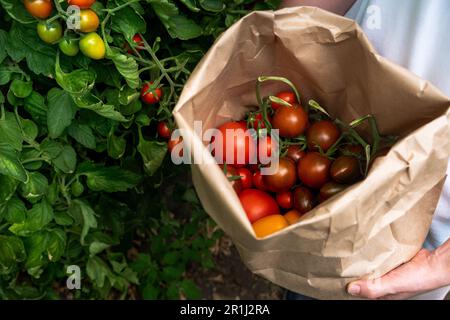 Una donna contadina con sacchetto di carta di pomodori ciliegini in una serra. Azienda agricola biologica.. Foto di alta qualità Foto Stock