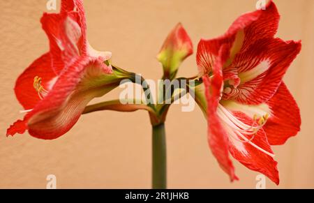 Primo piano di un fiore di amaryllis belladonna con petali rossi, pistil e vene giallastre. Bocciolo di fiori aperto Foto Stock