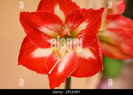 Primo piano di un fiore di amaryllis belladonna con petali rossi, pistil e vene giallastre. Bocciolo di fiori aperto Foto Stock