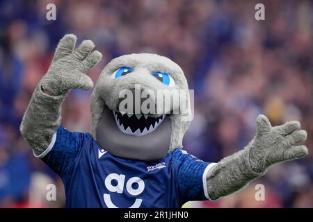 Eccles, Regno Unito. 14th maggio, 2023. Sharks The sale Sharks mascotte festeggia la vittoria durante la partita semifinale della Gallagher Premiership Play-off sale Sharks vs Leicester Tigers all'AJ Bell Stadium, Eccles, Regno Unito, 14th maggio 2023 (Foto di Steve Flynn/News Images) a Eccles, Regno Unito il 5/14/2023. (Foto di Steve Flynn/News Images/Sipa USA) Credit: Sipa USA/Alamy Live News Foto Stock