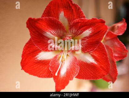 Primo piano di un fiore di amaryllis belladonna con petali rossi, pistil e vene giallastre. Bocciolo di fiori aperto Foto Stock