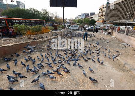 Uomo che alimenta piccioni per le strade di Delhi, India Foto Stock