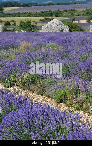 Rifugio del pastore Borie nella lavanda a Ferrassières in alta Provenza Foto Stock