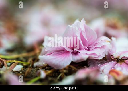 I petali sbiancati bianchi e rosa caduti della Circassia Cherry giapponese si trovano a terra sotto il ciliegio, Monaco, Baviera, Germania Foto Stock