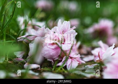 I petali sbiancati bianchi e rosa caduti della Circassia Cherry giapponese si trovano a terra sotto il ciliegio, Monaco, Baviera, Germania Foto Stock