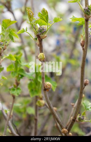 Gall di ribes nero o peste di Mite di Bud grande, Cecidophyopsis Ribis. Germogli rotondi ingrossati infettati sul giovane bush di ribes all'inizio della primavera. Malattia di ribes nero. Foto Stock