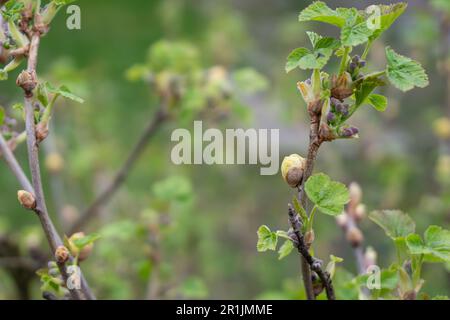 Gall di ribes nero o peste di Mite di Bud grande, Cecidophyopsis Ribis. Germogli rotondi ingrossati infettati sul giovane bush di ribes all'inizio della primavera. Malattia di ribes nero. Foto Stock