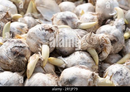 Primo piano di Allium (cipolla ornamentale) bulbi di fiori in un centro giardino Foto Stock