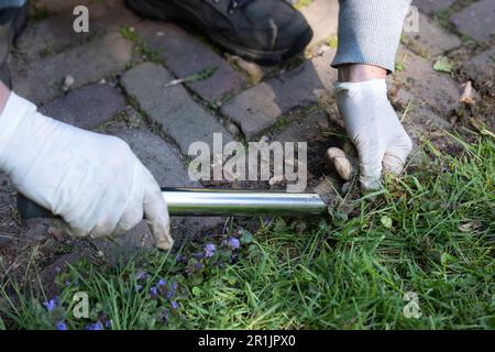 Donna con guanti rimuove le erbacce nell'erba con un taglierino di metallo. Spazio di copia Foto Stock