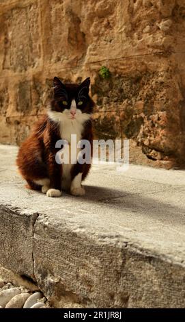 Un gatto su un marciapiede in pietra vicino alle mura della città medievale di Rodi. Un gatto bianco e nero. Foto Stock