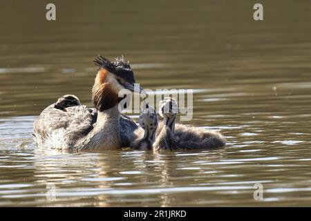 Un grande Grebe & pulcini crested in un corpo tranquillo di acqua Foto Stock