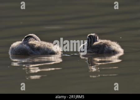 Due soffici pulcini Grebe Crested nuotano in un lago tranquillo, illuminato da un caldo sole Foto Stock