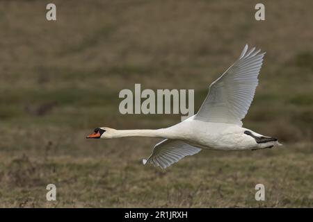 Un maestoso cigno bianco muto che scivola graziosamente nell'aria in un lussureggiante campo verde, con le sue ali allungate Foto Stock