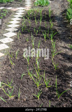 Germogli verdi di aglio su un letto in giardino. Giardino, rurale, cottage. Foto Stock