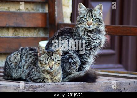 Un gatto è seduto, l'altro gatto è sdraiato su una panchina fatta di doghe di legno sulla strada, contro un muro di pietra. Un paio di gatti riposano in natura Foto Stock