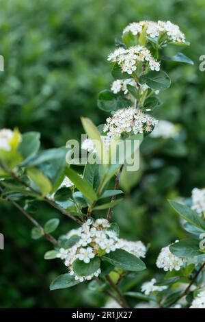 Arbusto di melanocarpa Aronia che fiorisce in primavera. Foto Stock