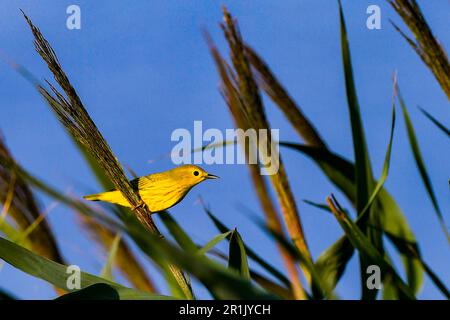 Yellow Warbler Forsythe Wildlife Refuge Galloway NJ USA Foto Stock