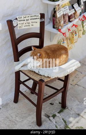 Gatto locale su una sedia di fronte ad un piccolo negozio turistico a Rione Monti, Alberobello, Puglia, con segni bilingue per non disturbare il gatto Foto Stock