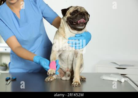 Veterinario professionale e cane carino con bendaggio medico sulla zampa in clinica Foto Stock