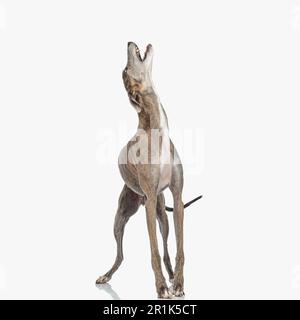 arrabbiato cane inglese con gambe sottili che guardano in alto e abbaiare mentre si trova in piedi di fronte a sfondo bianco in studio Foto Stock