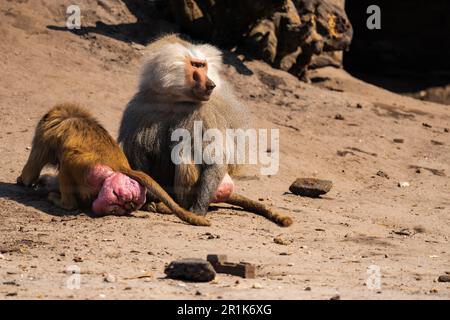 Baboon seduto a terra in una giornata di sole Foto Stock