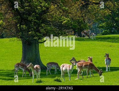 Mandria di daini in Hopetoun House Country Estate, Scozia, Regno Unito Foto Stock