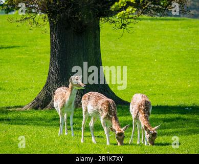 Mandria di daini in Hopetoun House Country Estate, Scozia, Regno Unito Foto Stock