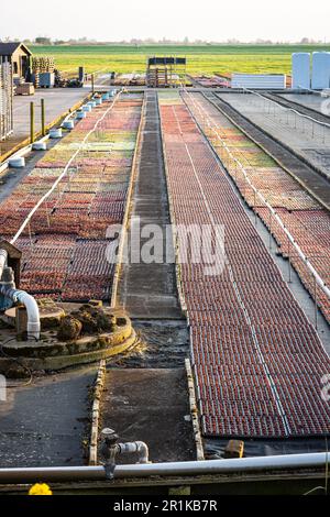 File di piccole piante e sistema di irrigazione in un vivaio a Boskoop, Olanda Foto Stock