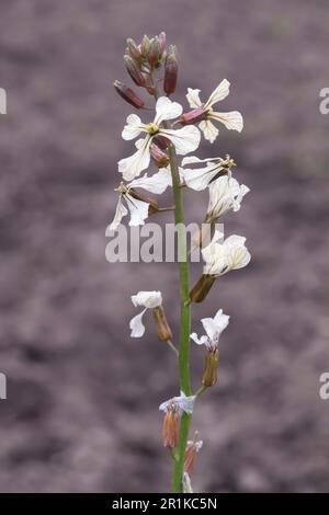 Fiore di rucola bianco nel giardino Foto Stock