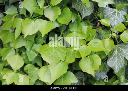 Un primo piano di Ivy lascia su un muro nel North Yorkshire UK Foto Stock