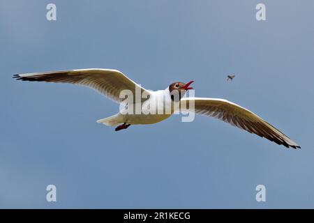 Gabbiano con testa nera che cattura Fly Foto Stock