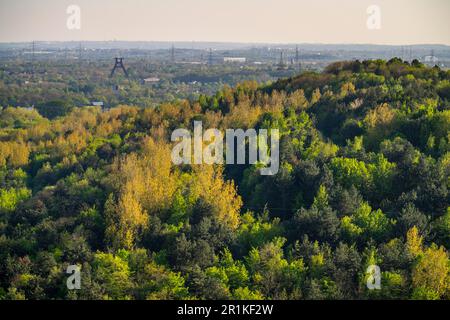 Vista dallo schiaffo Hoheward a sud verso Wanne-Eickel, aree boscose, torre tortuosa dell'ex colleria Pluto 2/3/7, NRW, Germania, Foto Stock