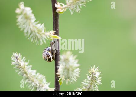 Lumaca da giardino bruna con le sue brune, in un ramo (Yorkshire, Regno Unito) maggio 2023 Foto Stock