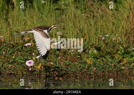 Una vista di Jacana dalla coda di fagiano che sorvola il lago Foto Stock